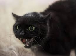 Создать мем: кот злой, злая черная кошка, чёрная кошка