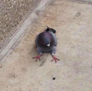 Create meme: pigeon bird, a sad dove, dove tired