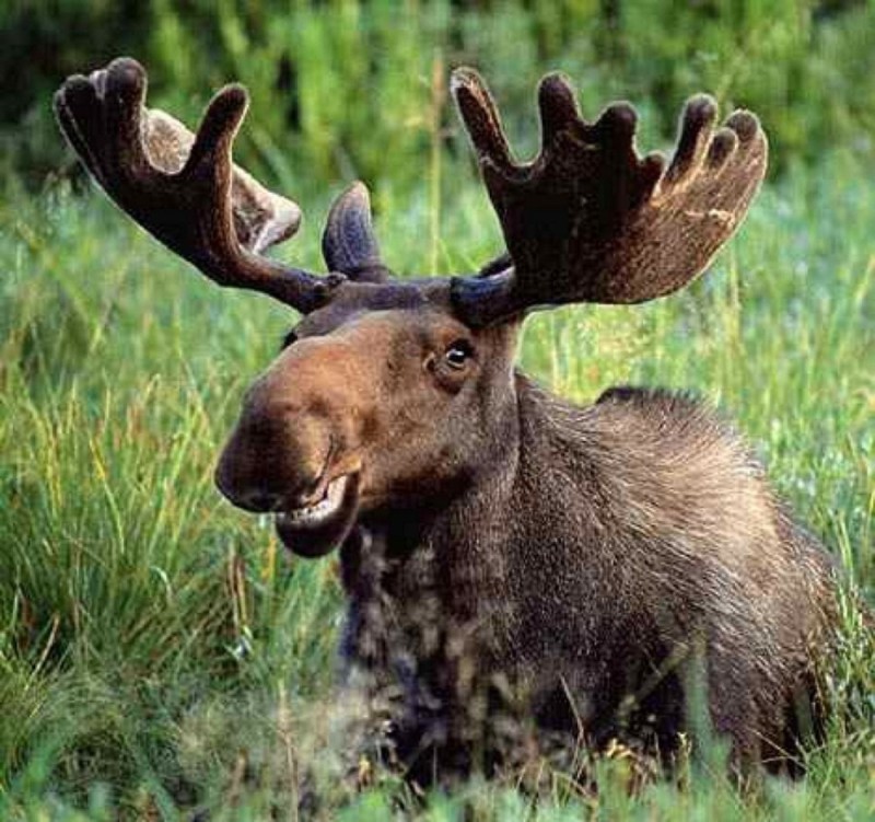 Create meme: moose , deer elk , big moose