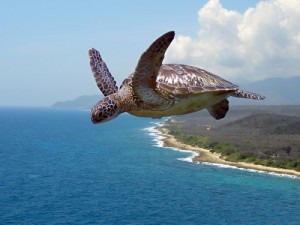 Create meme: tortuga, flying turtle, turtle