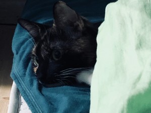 Создать мем: my cat, кот, потерялся черный кот москва