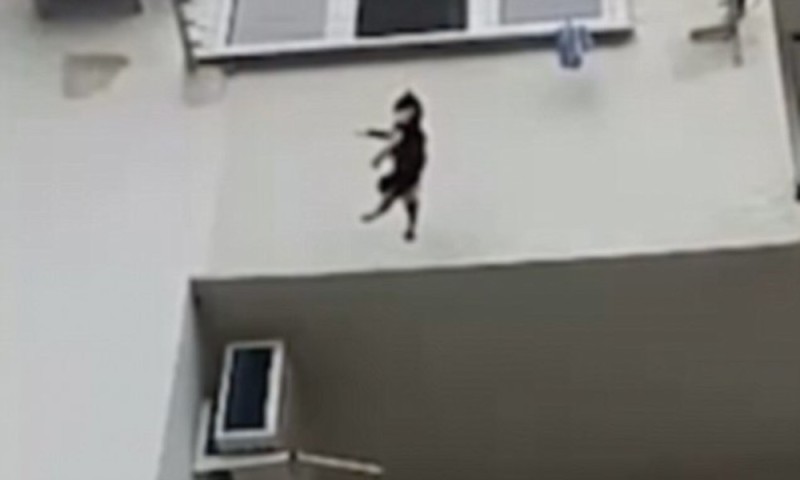 Create meme: cat's fall, fell out of the window, the cat fell out of the window