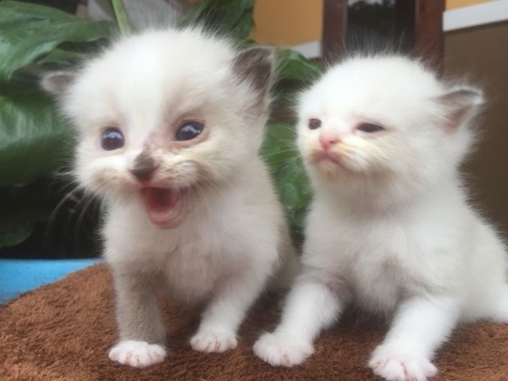 Create meme: cute animals, cat , adorable kittens