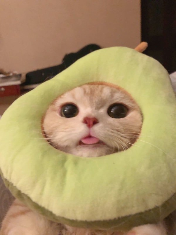 Create meme: cute cats , a cat in an avocado costume, lolcats