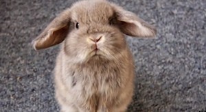 Создать мем: карликовый кролик, голландский карликовый баран кролик, кролик милый