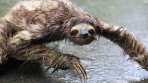Create meme: sloth, animal, unusual animals of the world