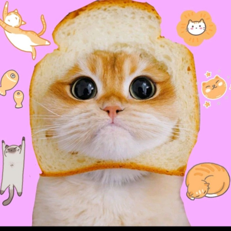 Create meme: cat in bread, The kitten in the bread, cute cats 