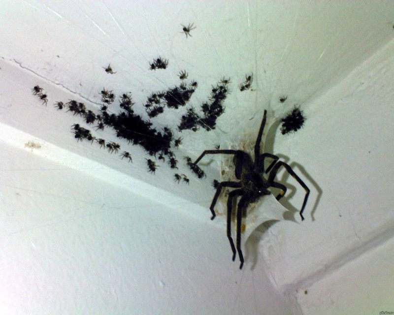 Создать мем: тарантул сенокосец, чёрный паук в доме, большой паук