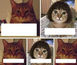 Создать мем: коты, кошка кошка, мемы с котами оригинал