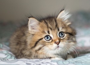 Create meme: cat, adorable kittens, fluffy kitten