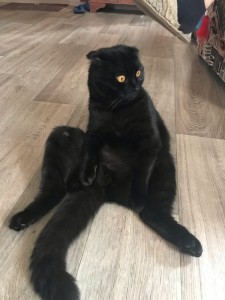 Создать мем: британский вислоухий котенок черный, скоттиш фолд шотландская, кот породы шотландец черный
