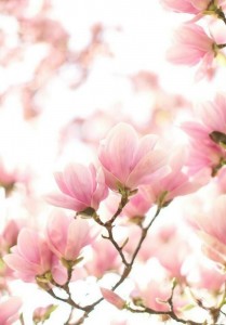 Create meme: Wallpapers Magnolia flowers, Wallpapers Magnolia, pink flowers