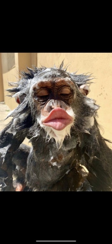 Create meme: scary monkey, monkey lips, a monkey with painted lips