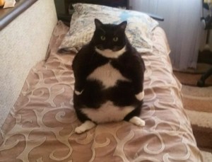 Create meme: fat black cat, jerks fat cat, cat