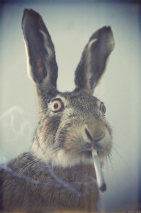 Создать мем: заяц мем, заяц с сигаретой мем, кролик