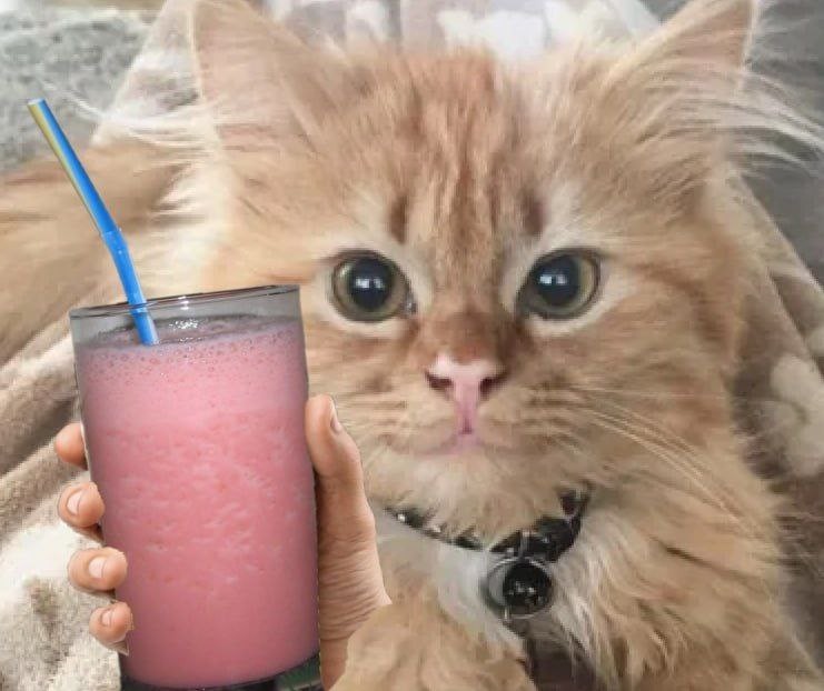 Создать мем: милые кошечки, животные милые, кот пьет сок
