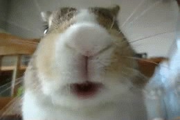 Create meme: rabbit cute, Guinea pig yawns, funny rabbit