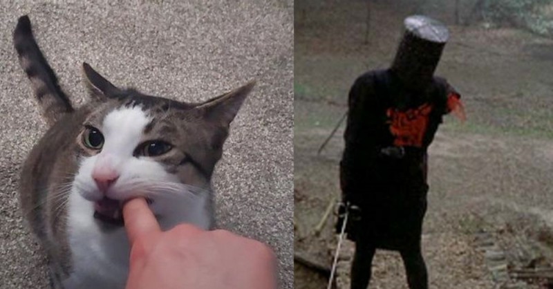 Создать мем: смешные коты, кот заглядывает, мявка кошка