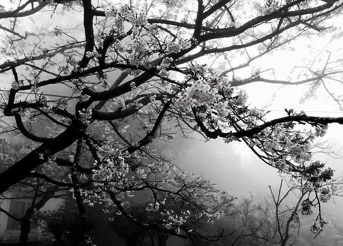 Create meme: Sakura tree, sakura monochrome, Sakura sakura