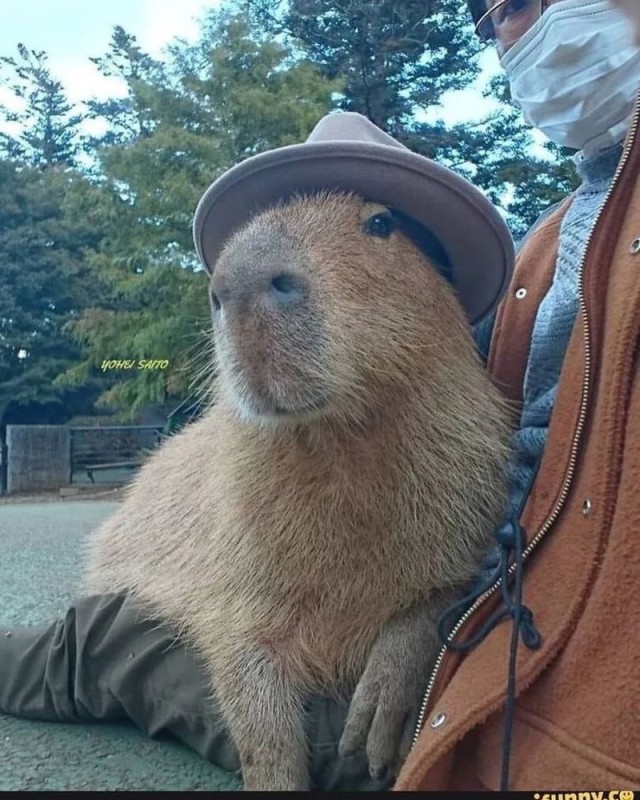 Create meme: capybara photos, a pet capybara, big capybara guinea pig