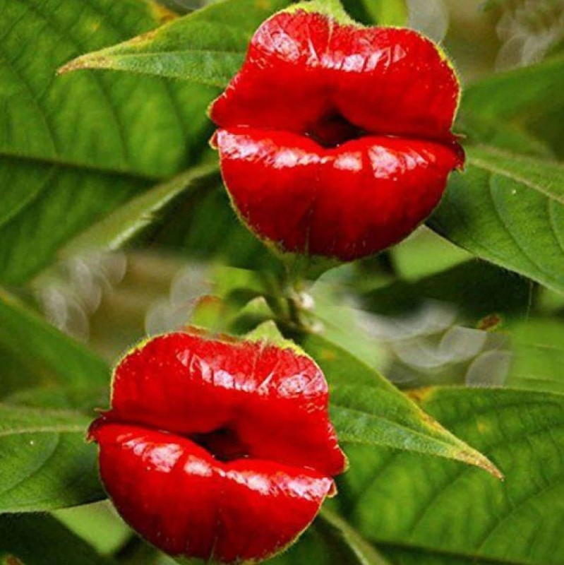 Create meme: psychotria flower, the flower is red, hooker's lips are a flower
