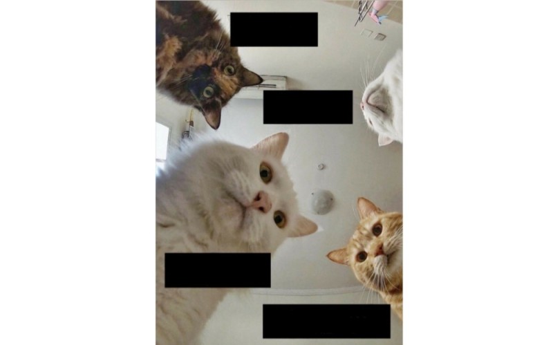 Create meme: memes with cats templates, Natasha and cats memes, memes with cats 