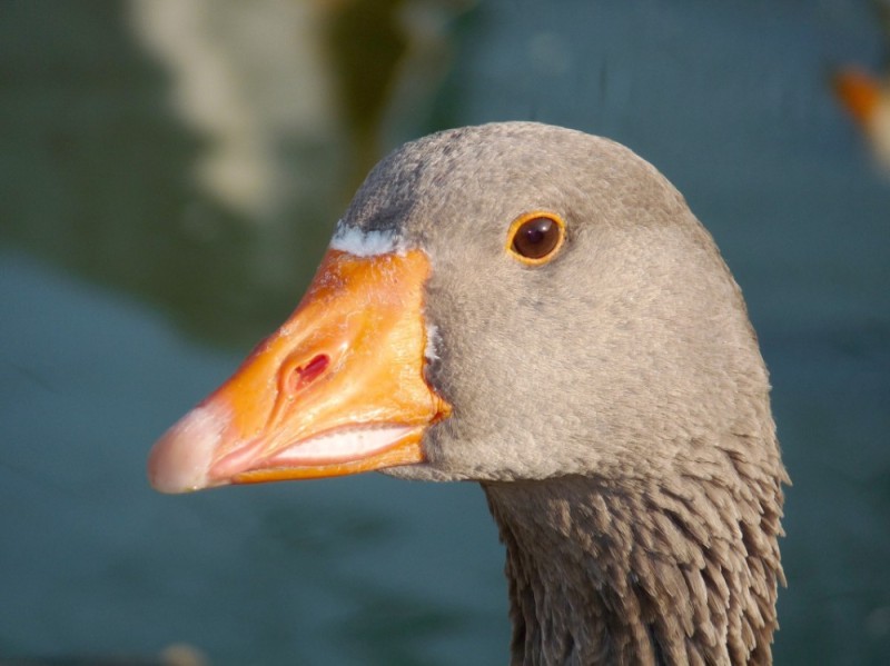 Create meme: goose , mallard duck, Mackenzie the goose