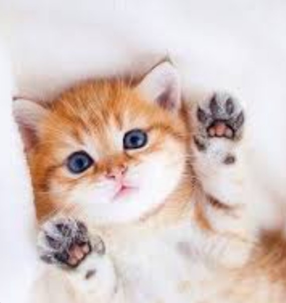 Create meme: cute cat , cat , nyashnye seals 