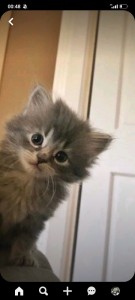 Создать мем: пушистые котята, очаровательные котята, серый пушистый котенок