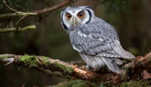 Create meme: owl photo bird, owl Wallpaper 1600-1200, owl bird