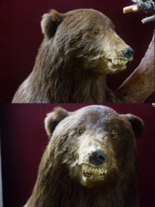 Create meme: the bear mauled the mushroom, be the first to bear personal photo, payment of the Siberian bear