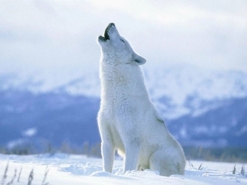 Создать мем: белая волчица, волк, арктический полярный волк