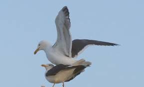 Создать мем: чайка альбатрос, чайка хохотунья, южная серебристая (larus cachinnans), сизая чайка