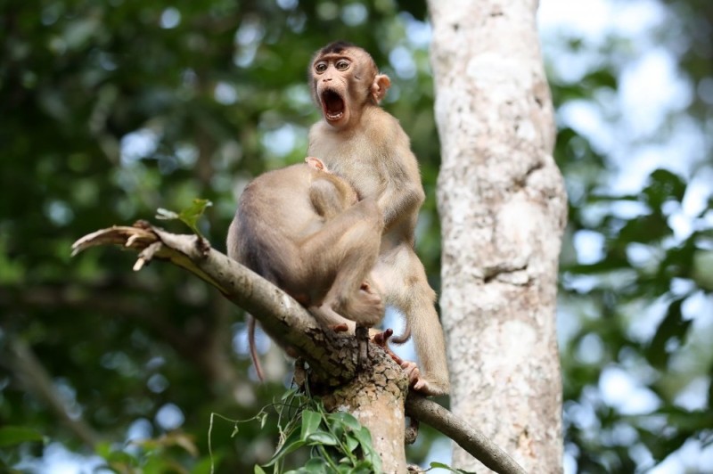 Создать мем: обезьяна макака, макака, премия comedy wildlife photography