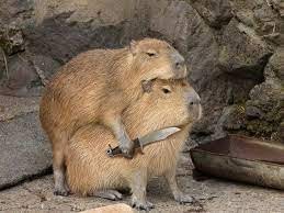 Create meme: a pet capybara, the capybara, rodent capybara