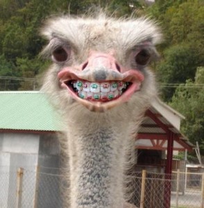 Create meme: funny ostrich, smiling animals, funny animal faces