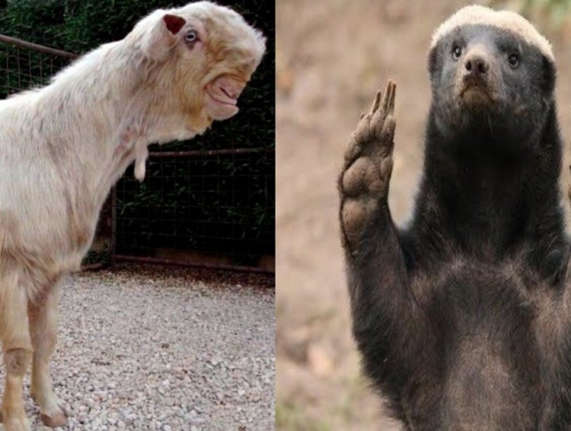 Create meme: honey badger , goats of the breed, animals 