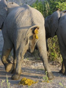 Создать мем: индийские слоны, elephant elephant, слоны