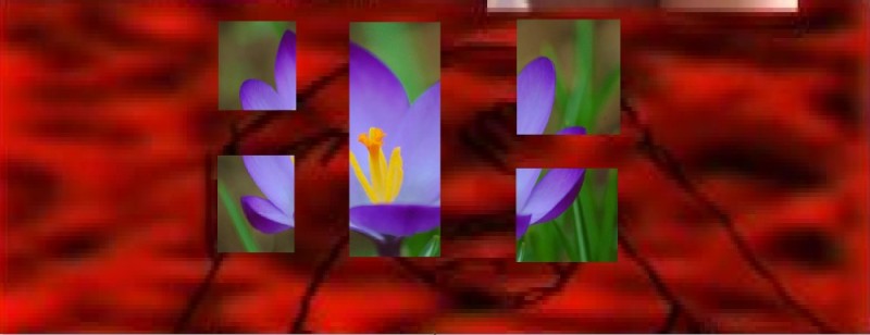 Create meme: crocus saffron flower, flowers crocuses, crocuses 