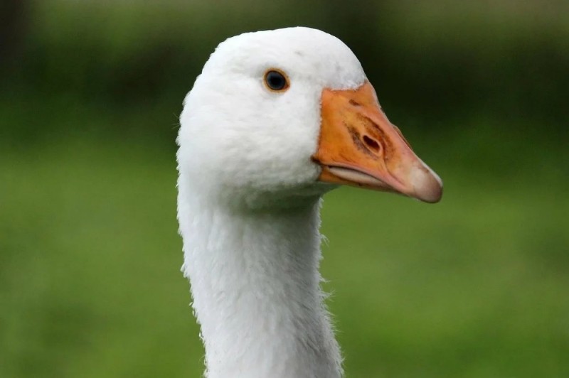 Create meme: beautiful goose, goose muzzle, gaga geese