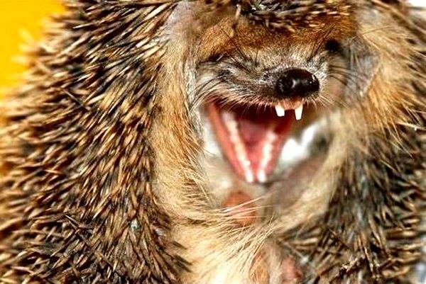 Create meme: prickly hedgehog, rabid hedgehog, happy hedgehog