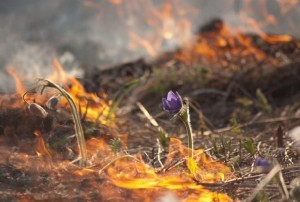 Создать мем: поджигание сухой травы, пал травы весной, сухая трава