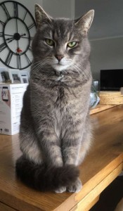 Create meme: seals, British ashy striped cat, Cat