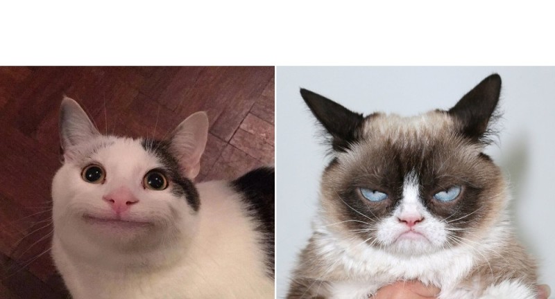 Создать мем: мем улыбающийся кот, мемные коты, мемный котик