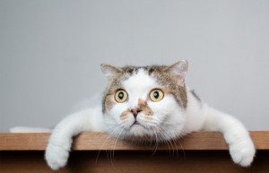 Создать мем: офигевший кот, удивленный котэ, удивленная кошка