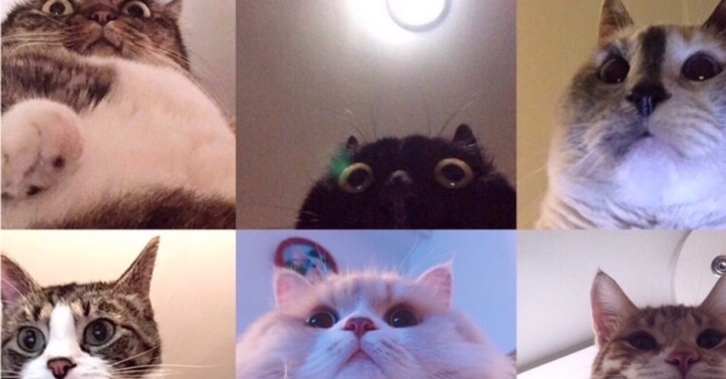 Создать мем: животные милые, мемы с котами, кот мем