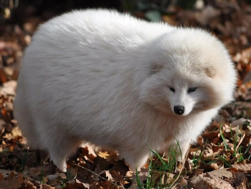 Create meme: common arctic fox, The raccoon dog is an albino tanuki, The albino raccoon dog