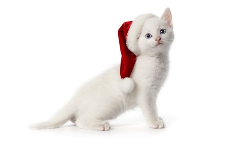 Create meme: kitty white, cute cats new year, Christmas Wallpaper with cats