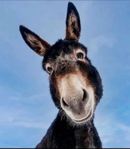 Create meme: funny donkey, the muzzle of a donkey, donkey