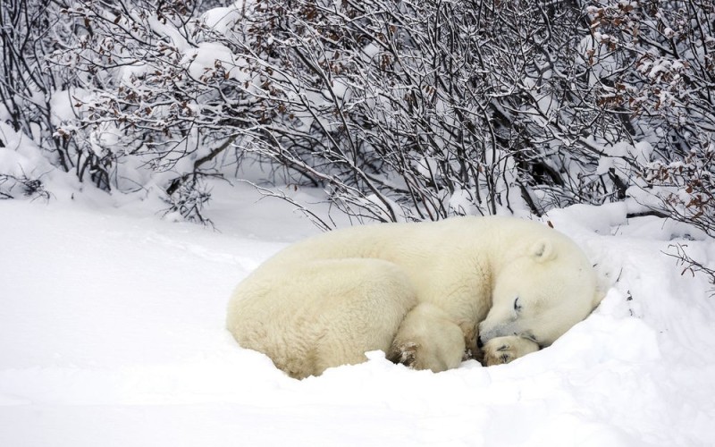 Create meme: polar bear , polar bear umka, polar bear the polar bear's den
